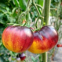 Heirloom Tomato Seeds - Great White + P20 Blue, Rare Garden Plant, Grow Unique T - £5.50 GBP