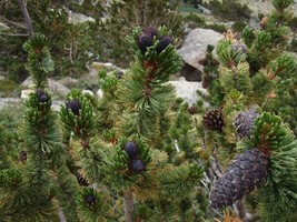 15 SEEDS BRISTLECONE PINE PINUS ARISTATA SWIFT PLANTING HEIRLOOM SEEDS Q... - £6.44 GBP