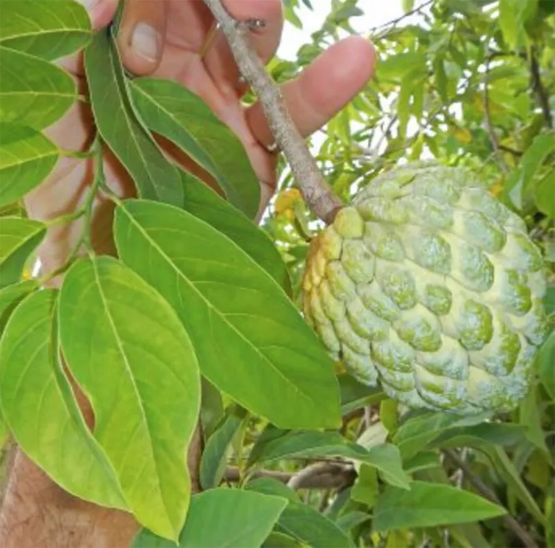 Fresh Custard Apple Annona Squamosa Seeds Sugar Apple Sweetsop 10 Seeds - £11.74 GBP