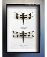 Libellula Pulchella &amp; Lydia Real Spotted Skimmer Dragonflies Framed Shad... - $156.17 CAD