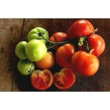Oregon Spring Tomato Seeds Big Tomato Cluster New Fresh US Shipping - $89.67 MXN