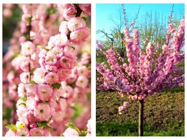 4&quot; Pot Pink Flowering Almond Shrub/Bush - 6-12&quot; Tall Live Plant Prunus triloba - £67.64 GBP