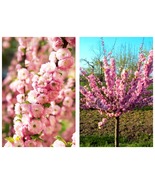 4&quot; Pot Pink Flowering Almond Shrub/Bush - 6-12&quot; Tall Live Plant Prunus t... - £62.19 GBP