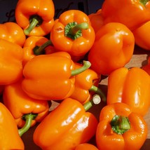 Coral Bell Orange Sweet Pepper Seeds 25 Non-Gmo Vegetable Fresh Garden - £5.59 GBP