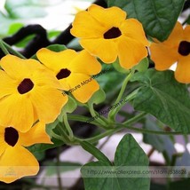 Yellow Orange White Dream Morning Glory Climbing Annual Flower With Blac... - $9.89