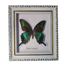 2 Pcs Butterfly Specimen Insect Photo Frame Butterfly Crafts Teaching Collection - £69.66 GBP
