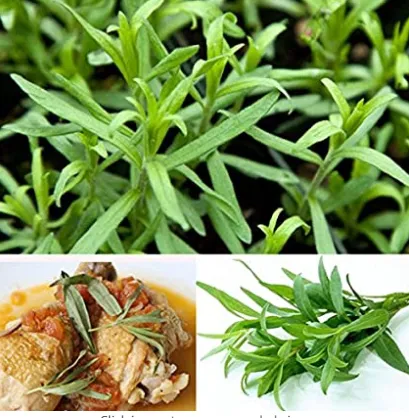 10PCS Tarragon Seed Artemisia dracunculus Seed - £6.25 GBP