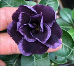 4 Dark Purple Desert Rose Seeds Adenium Obesum Flower Exotic Seed Flowers - £13.65 GBP