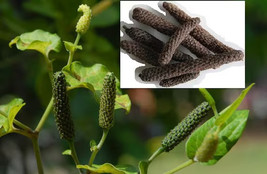 Long Pepper Vine Piper Longum Rooted Starter Plant Aka Indian Long Pepper Beauti - £37.83 GBP