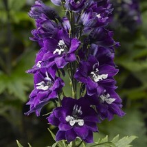 50 Delphinium Seeds Delphinium Delphina Dark Blue White Bee Larkspur Seeds Fresh - £18.09 GBP