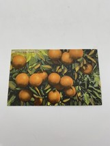 Vintage Postcard Golden Oranges Crescent City Florida Linen Posted 1951 - £3.09 GBP