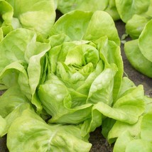 White Boston Butterhead Lettuce Seeds Improved Big Boston Fresh Fast Shi... - $3.78