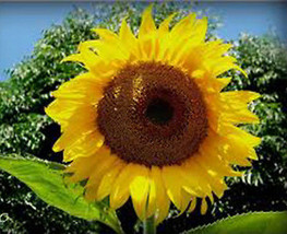 Sunflower, Mammoth Russian, 20+ Seeds Organic Newly Harvested, 7-10 Foot Tall - $4.00