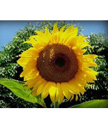 SUNFLOWER, MAMMOTH RUSSIAN, 20+ SEEDS ORGANIC NEWLY HARVESTED, 7-10 Foot... - £3.14 GBP