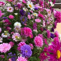 New Fresh Seeds Crego Mix China Aster Flower Seed 50 Seeds USA Seller - £10.90 GBP