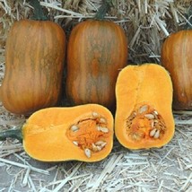 Squash Seeds 25 Honeynut Squash Butternut Vegetable Seed Fresh Seeds Gardening U - $23.00