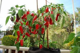 25 Early Jalapeno Pepper Seeds Fresh Fast Shipping - $3.36