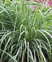 HeirloomSupplySuccess Heirloom Lemon grass Cymbopogon flexuosus Lemongrass Seeds - £3.18 GBP