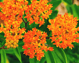 Milkweed Orange Perennial Tuberosa Monarch Butterfly Host Plant Non Gmo ... - $8.99