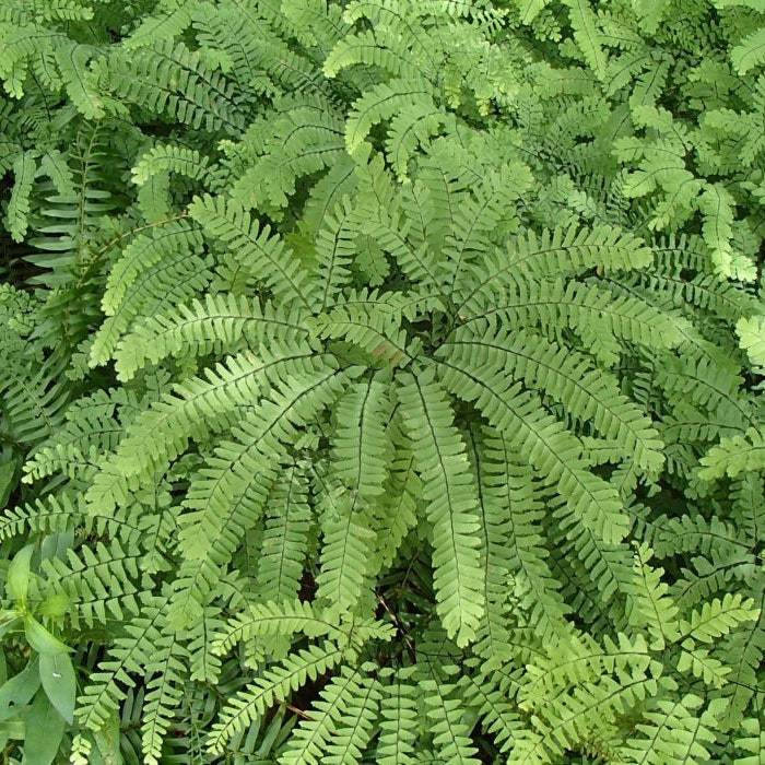 3 Maidenhair Fern Plant Bare Root Adiantum Diaphanum Organic Roots New F... - $13.50