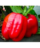 KKG Big Red Bell Fresh Garden - €7,61 EUR