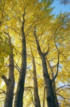 Populus Tremula Aspen Tree Seeds Fresh Garden USA SELLER - $17.96