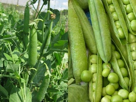 25 Ct Seeds Little Marvel Pea Pod Vegetable Garden HEIRLOOM NON-GMO - £10.39 GBP