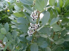 Dreimaal Wit - Fava Beans Vicia faba - 5+ seeds - H 121 - £1.25 GBP