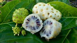 Noni - Indian Mulberry Morinda citrifoliaMEDICINAL herb seed 25 seeds - £7.76 GBP