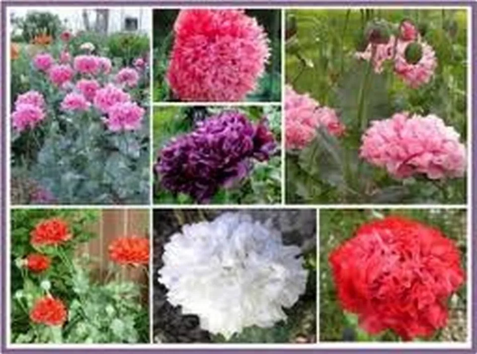 BStore Peony Double Mix 100 Seeds - $9.55