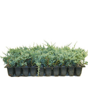 Live Plants Blue Rug Juniper Drought Tolerant Hardy Evergreen Groundcover - £51.90 GBP+