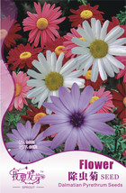 AQL Packs 60 seeds / pack Fresh Mix Pyrethrum Robinsons Colorful Flowers... - £6.07 GBP