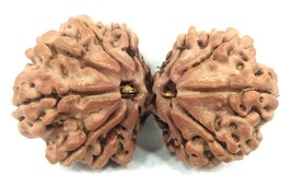 Super Collector 13 Mukhi Gauri Shankar Rudraksha - Nepal - 36.03mm-IGL Certified - £264.71 GBP