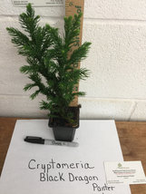 Cryptomeria Japoncia Black Dragon Japanese Cedar image 5