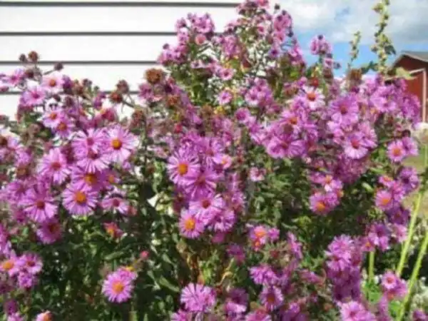 Top Seller 100 Pink New England Aster Aster Novae Var Angliae Flower Seeds - £11.69 GBP