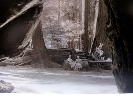 Santa Cruz County Big Trees Real Photo Postcard RPPC California Giant Tr... - £10.85 GBP