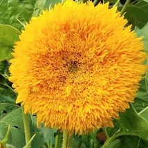 USA Seller Teddy Bear Tall Sunflower Seeds Giant Sun Gold Tall Big Huge Fluffy S - £7.43 GBP