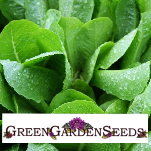 Romaine Lettuce Seeds Parris Island Cos Non Gmo 500 Seeds Fresh Garden - £4.26 GBP