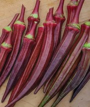 Okra Red Burgundy Aas Winner Edible Flowers &amp; Fruit 6 8&quot; Pods Jambalaya 55 Seeds - £5.78 GBP