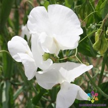 50 Swan Lake Sweet Pea Seeds Flower Fresh Seeds - $8.99