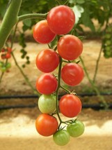 BPA 100 Seeds Red Sweetie Cherry Tomato Super Sweet 1&quot;&quot; Lycopersicon Fru... - £7.93 GBP