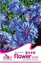 50 Pack Tall Blue Bachelors Button Cornflower Garden USA Shipping - £6.83 GBP