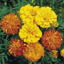 French Marigold Bonita Mix Dwarf Heirloom Beneficial Plant 100 Seeds - £7.04 GBP