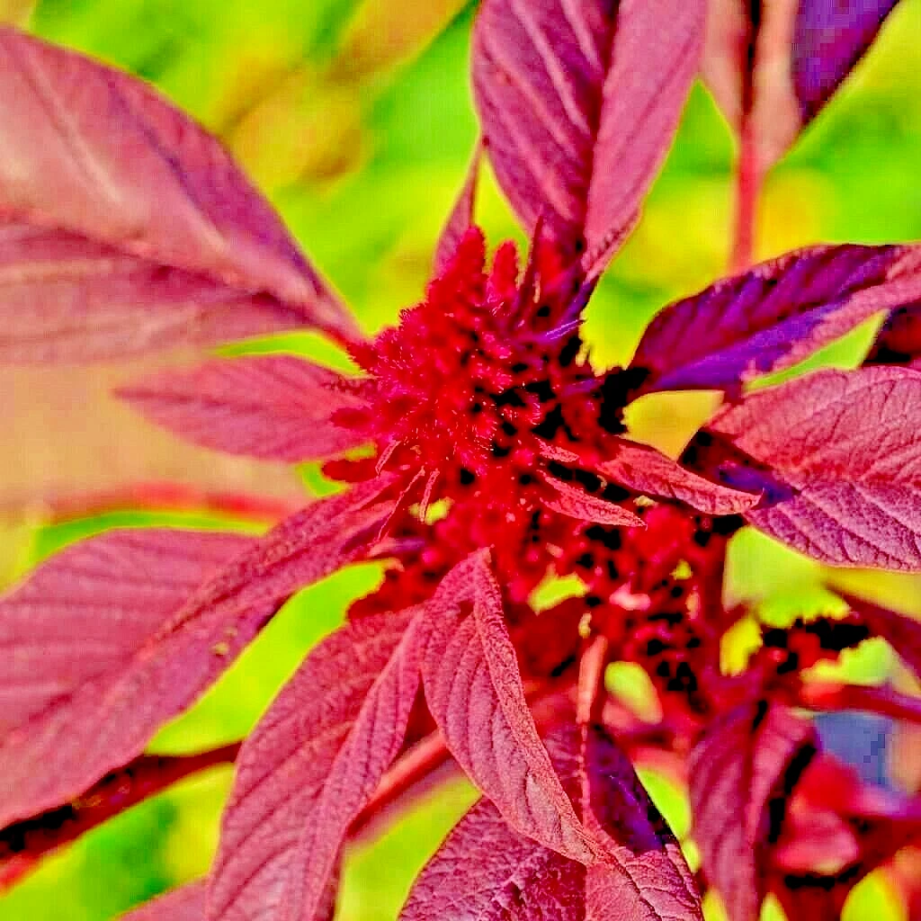 2000+ Seeds - Midnight Amaranth Vegetable Rare Non-gmo Heirloom - $8.49