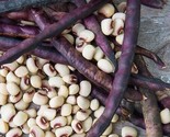 Imperial Purple Hull Pea 24 Seeds Old Fashioned Heirloom - £4.77 GBP
