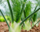 Florence Fennel Seeds 200 Herb Garden Culinary Butterflies Bees Fast Shi... - $8.99