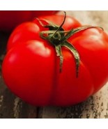 4000 Seeds Beefsteak Tomato NON-GMO Heirloom Fresh Vegetable - £27.46 GBP