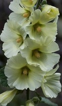 Giant White Hollyhock 50 Seeds Hardy Perennial USA Seller Garden Fresh - £6.67 GBP