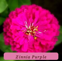 7508 zinnia purple pop thumb200