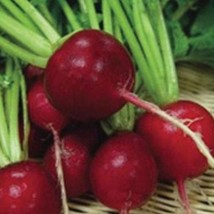 New Fresh Seeds Crimson Giant Radish Seed Spring Radishes Root Vegetable Seeds - $10.38